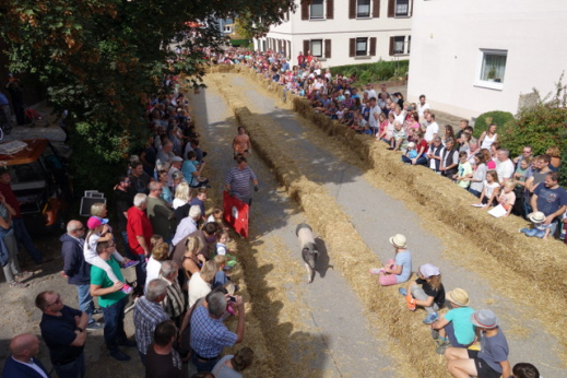 Unsere Hauptattraktion am Sonntag, das Schweinerennen